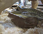 A Proposal For Joint Conservation Initiatives (JCI) Between South and South East Asia